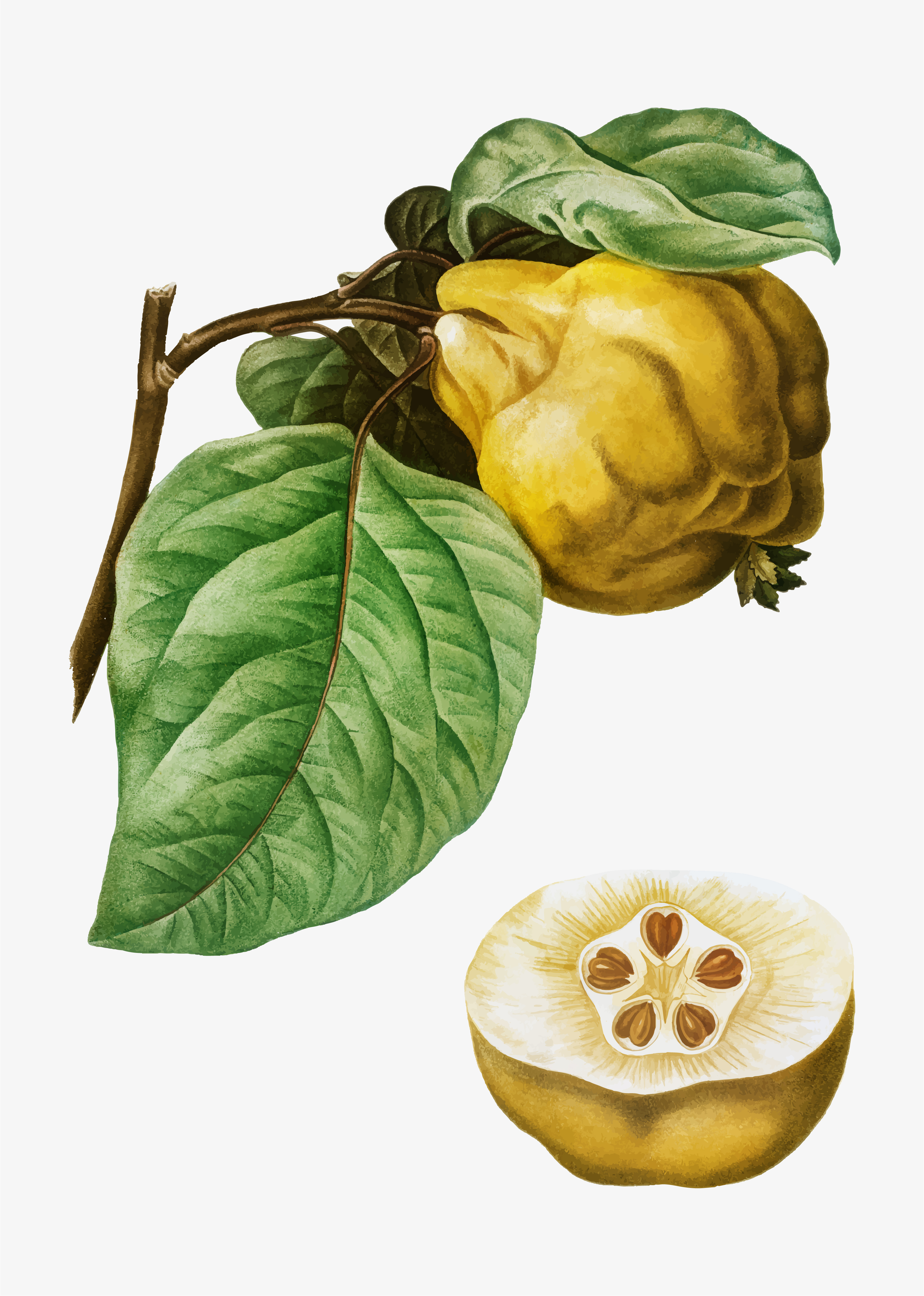 Aegle marmelos